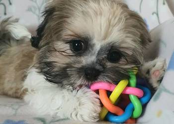 Śliczny Piesek Shih Tzu