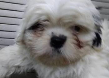 Piedek Shih tzu