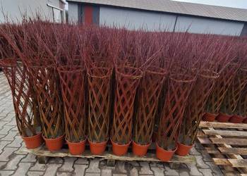 Wierzba pleciona - salix