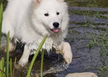 Samoyed szeniaki
