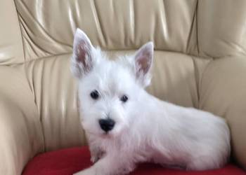 Piesek po Championach West Highland white Terrier ZKwP FCI