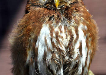 Sowy Sowa Sóweczka Brazylijska - Glaucidium brasilianum