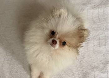 Szpic miniaturowy pomeranian