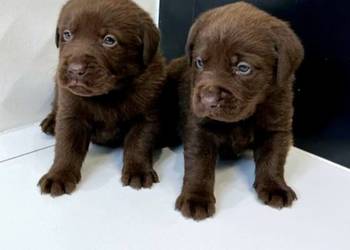 Labrador Retriever Czekoladowe