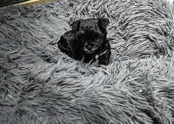 York Black piesek malutki piękny rodowód