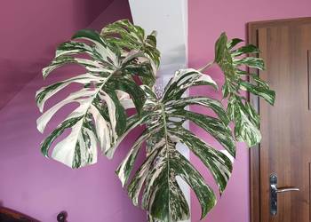 Monstera Albo variegata – węzeł z korzeniami (wet stick)
