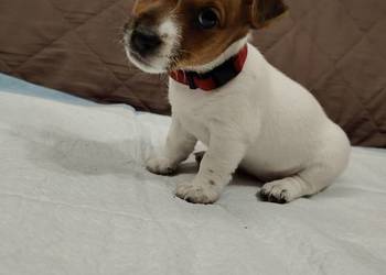 Jack Russell Terrier suczka