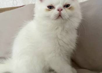 Koty perskie, kot perski, pers