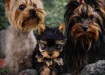 Yorkshire terrier piesek