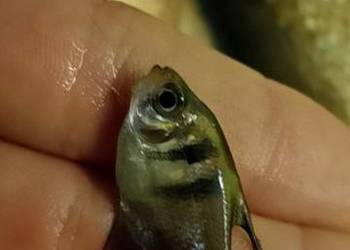 Sprzedam lub zamienie