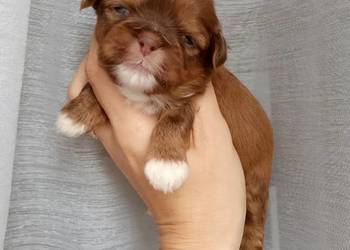Czekoladowa suczka rasy Shih-Tzu