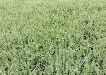 groch siewny Astronaute