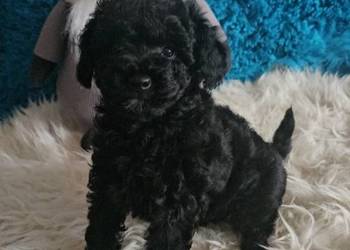 Pudel Toy/Miniatura czarny piesek Badania genetyczne!!!!