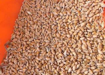 Pszenica ozima Patras