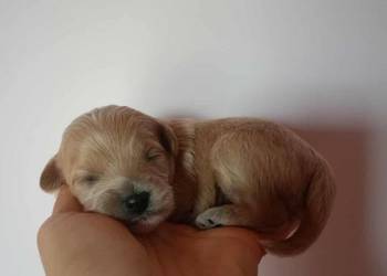 Maltipoo F1b