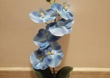 Piękny niebieski storczyk w białej doniczce