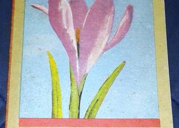 Narcyzy i krokusy - Joanna Krause