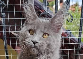 Niebieski kocurek Maine Coon - FPL