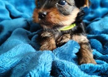Yorkshire terrier do rezerwacji