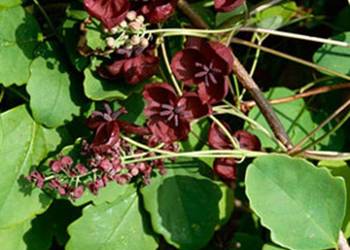 AKEBIA TRÓJLISTKOWA Akebia trifoliata - NASIONA 190 sztuk - 10g.