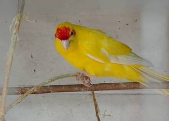 Sprzedam papugi że zdjęć