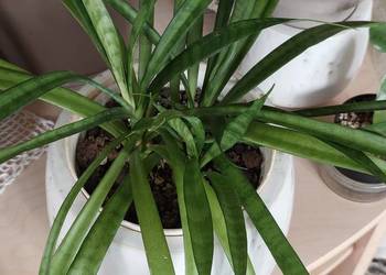 Sansevieria parva Kenya Hyacinth duża sansewieria roślina kolekcja