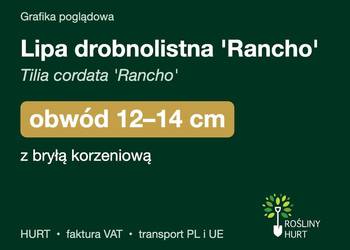 Lipa drobnolistna 'Rancho' obwód 12-14 cm, z bryłą – HURT