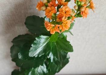 Roślina doniczkowa kalanchoe.