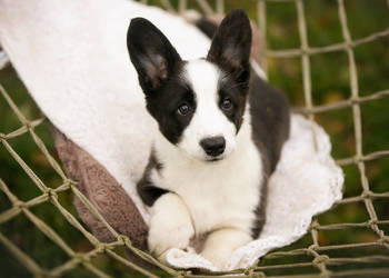 Szczeniaki Welsh Corgi Cardigan z rodowodem FCI