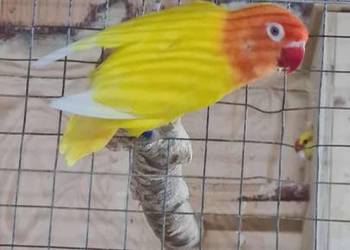 nierozlączka fischera samiec lęgowy