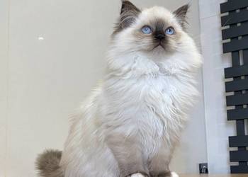 Kotka  ragdoll gotowa do odbioru FPL