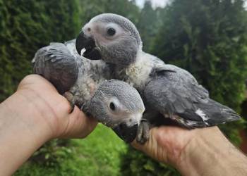 ŻAKO Kongijskie  Młode , samce samice