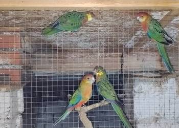 Rozelle żółtolice 2025