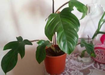 Kwiaty doniczkowe Philodendron squamiferum 001