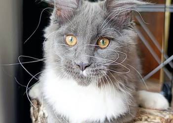 Niebiesko-biały mruczek Maine Coon - FPL