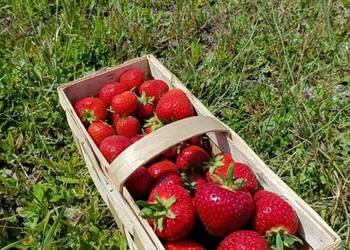 Truskawki kaszubskie 21zł 2 kg eko nie pryskane