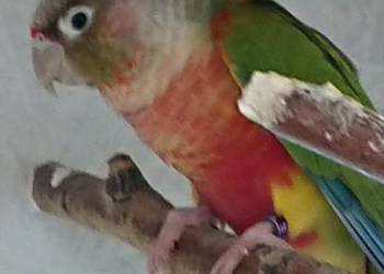 Rudosterka Zielonolica Pineapple/Suncheek