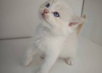 Ragdoll Kocięta