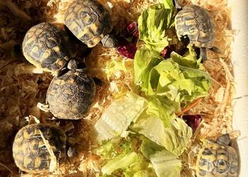 PROMOCJA !! Młode żółwie żółw grecki lądowe okazja cała Polska transpor