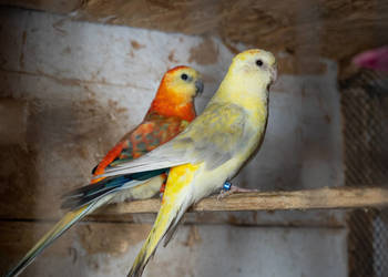 Para świergotów 2023/2022