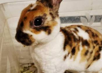 Królik Karzelek Mini Rex trójbarwny