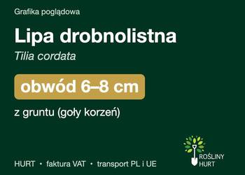 Lipa drobnolistna (Tilia cordata) obwód 6-8 cm, z gruntu – HURT
