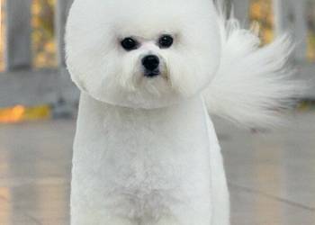 szczenięta bichon frise z rodowodem FCI po importach ,