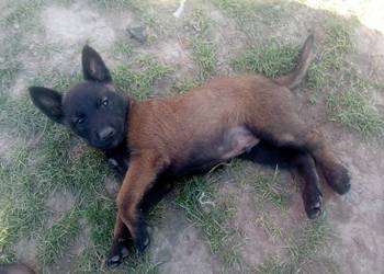 Owczarek belgijski malinois