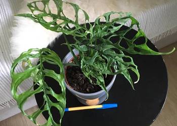 Monstara Peru Obliqua