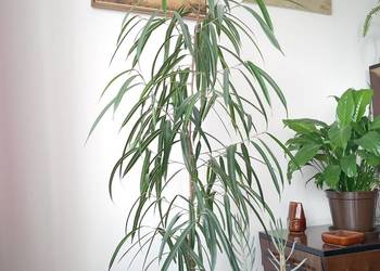 Fikus wąskolistny domowa hodowla