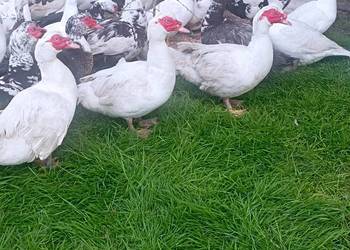 Sprzedaż LIKWIDACJA KACZORÓW/KACZEK Piżmowych Francuskie Do Uboju Chów