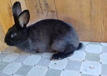 Samica mieszaniec zakocona polecam