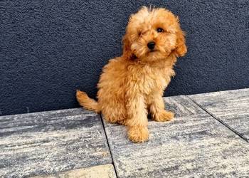 Rasowy pudelek toy tatus FCI TRANSPSORT