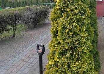 Sprzedam tuja złota (szmaragd)